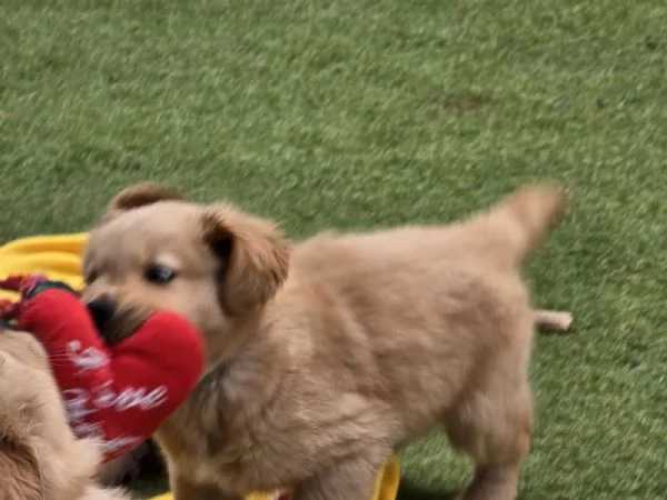 Bellissimi ragazzi e ragazze di Golden Retriever cuccioli  | Foto 2