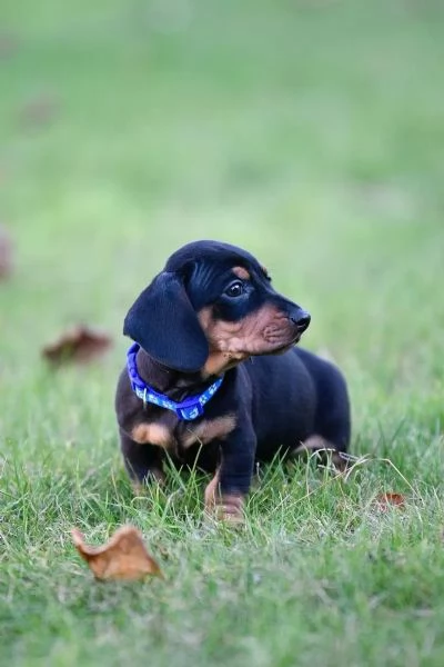 Cuccioli di Bassotto Nano in cerca di una casa per sempre! | Foto 1