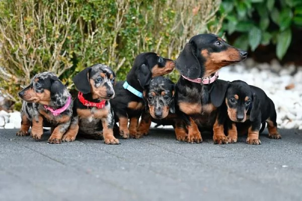 Cuccioli di Bassotto Nano in cerca di una casa per sempre! | Foto 0