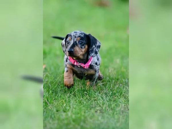 I nostri adorabili cuccioli di bassotto in miniatura sono qui! Bassotto