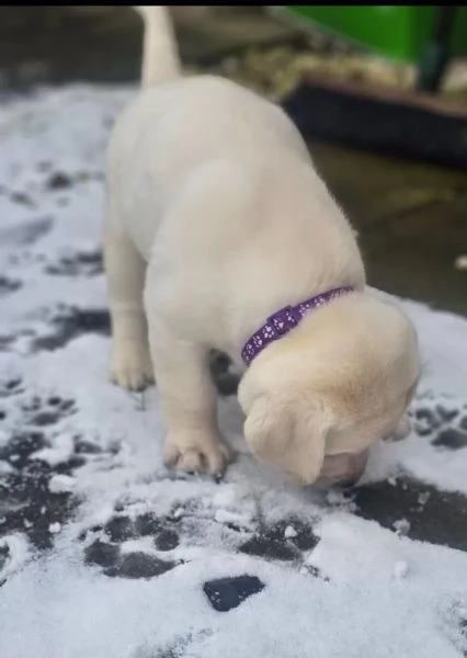 Cuccioli di Labrador da sogno cercano una casa amorevole | Foto 2