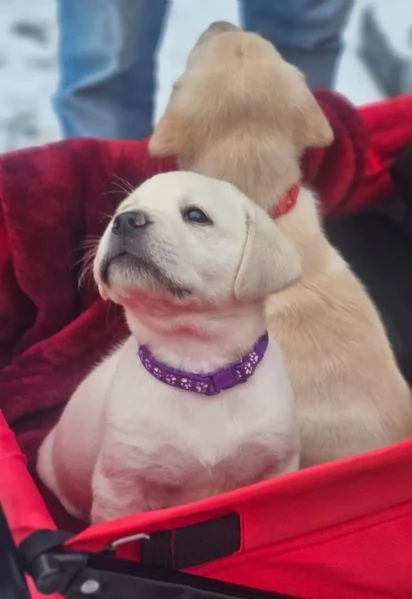 Cuccioli di Labrador da sogno cercano una casa amorevole | Foto 0