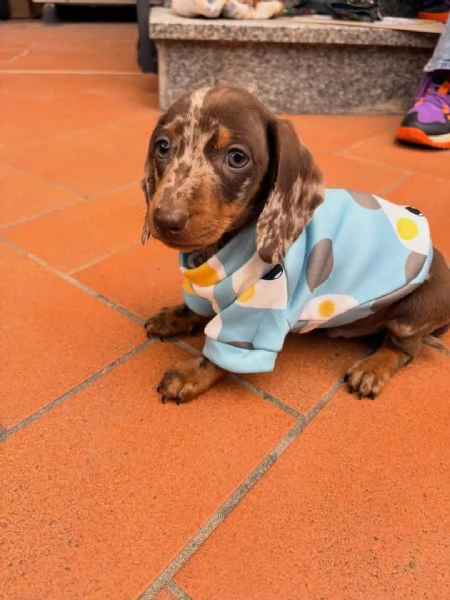 Bassotto maschio e femmina disponibili