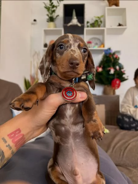 BASSOTTI NANI & BASSOTTO NANO CHOCO MERLE cuccioli | Foto 1