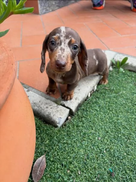 BASSOTTI NANI & BASSOTTO NANO CHOCO MERLE cuccioli | Foto 0