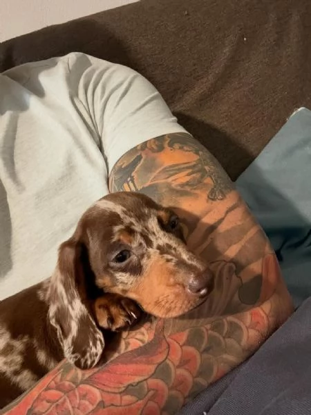 BASSOTTI NANI & BASSOTTO NANO CHOCO MERLE cuccioli