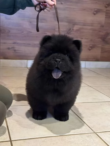 Chow Chow cucciola maschio e femmina con pedigree | Foto 4