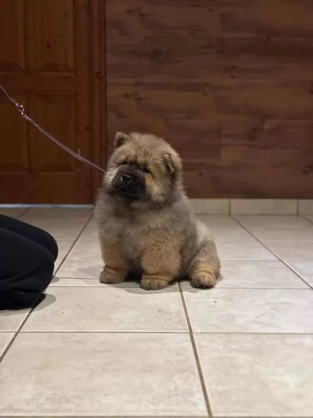 Chow Chow cucciola maschio e femmina con pedigree | Foto 3