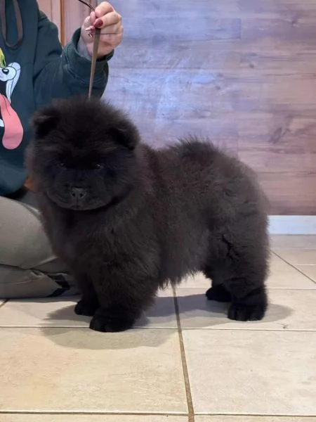 Chow Chow cucciola maschio e femmina con pedigree | Foto 2