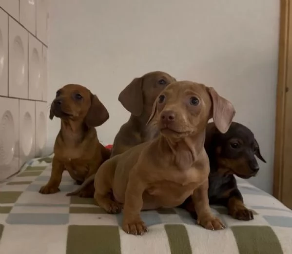 I cuccioli di Bassotto nano cercano nuove famiglie da sogno! | Foto 3