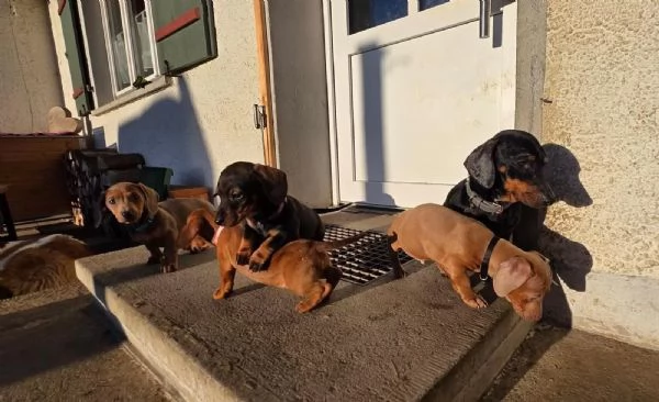I cuccioli di Bassotto nano cercano nuove famiglie da sogno!