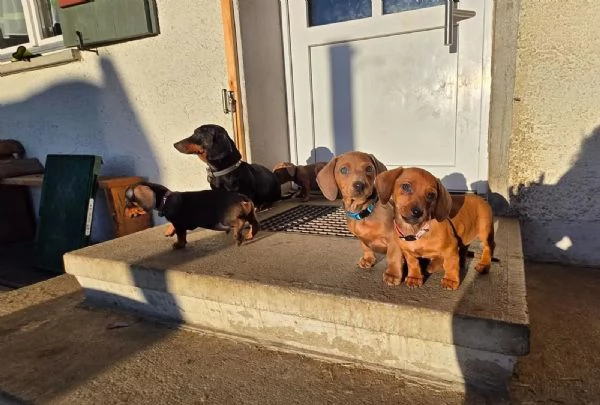 4 bellissimi cuccioli di bassotto nano, | Foto 3