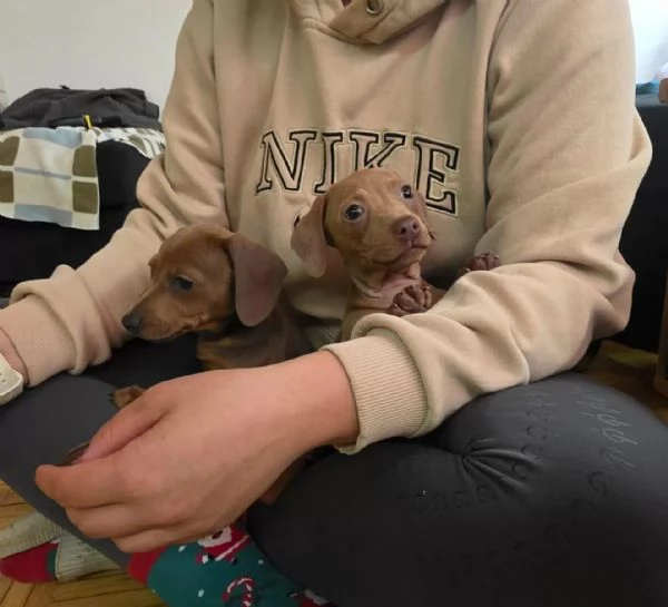 4 bellissimi cuccioli di bassotto nano, | Foto 2