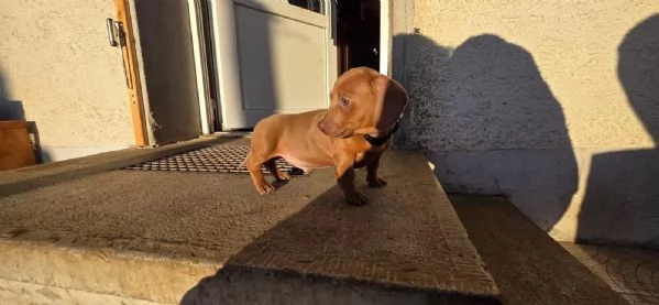 4 bellissimi cuccioli di bassotto nano, | Foto 0