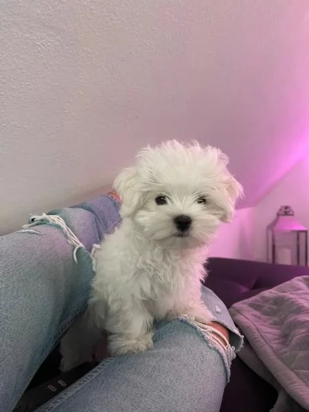 cuccioli di maltese con pedigree | Foto 2