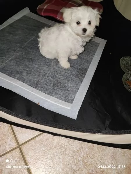 cuccioli di maltese con pedigree