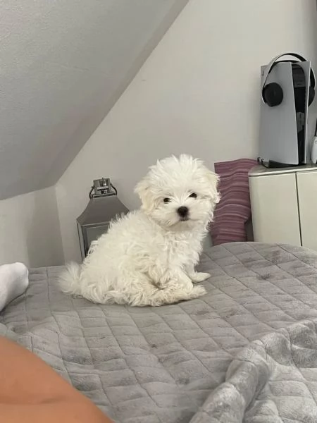 Disponibili cuccioli maltese, taglia mini,  | Foto 2