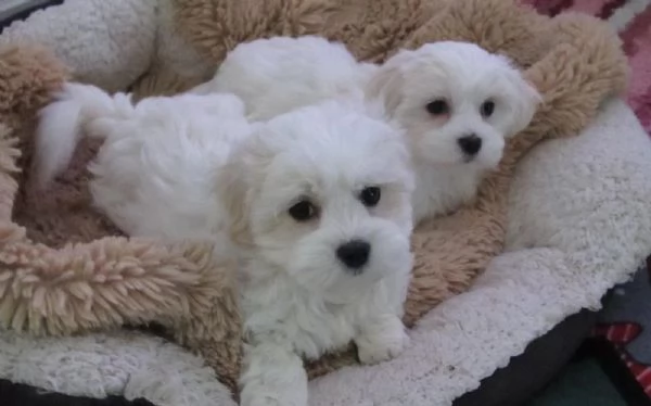Disponibili cuccioli maltese, taglia mini,  | Foto 1