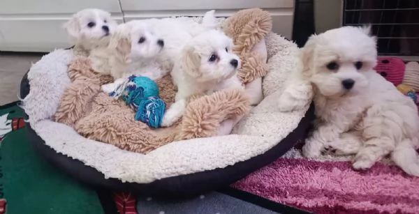 Disponibili cuccioli maltese, taglia mini, 