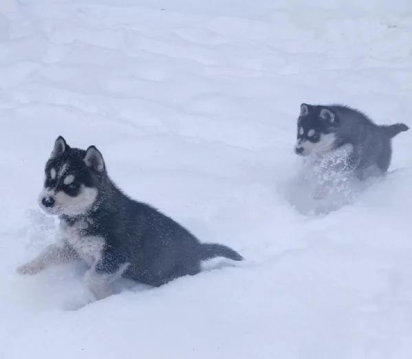 Meravigliosi cuccioli di SIBERIAN HUSKY | Foto 9