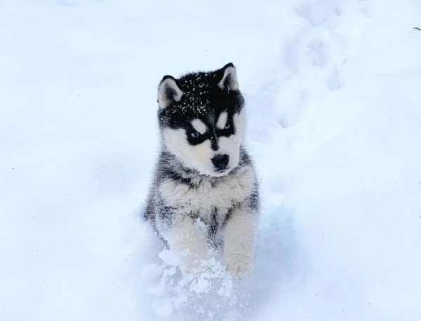 Meravigliosi cuccioli di SIBERIAN HUSKY | Foto 8