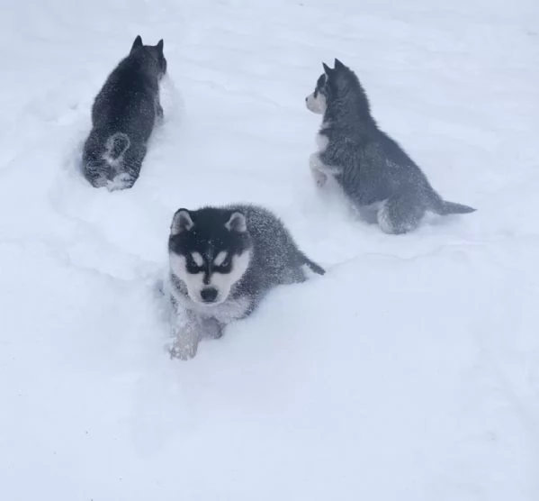 Meravigliosi cuccioli di SIBERIAN HUSKY | Foto 7
