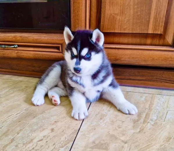 Meravigliosi cuccioli di SIBERIAN HUSKY