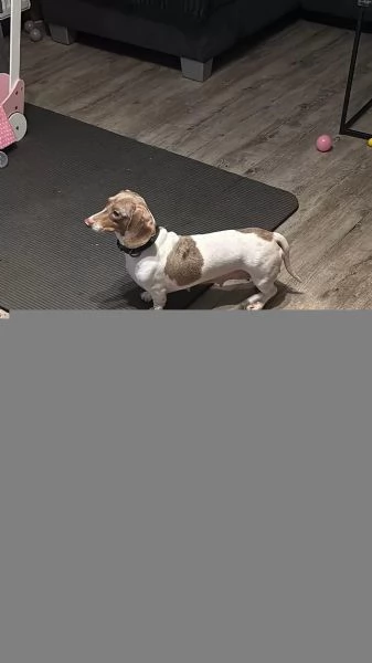 Adorabili cuccioli di Bassotto | Foto 1