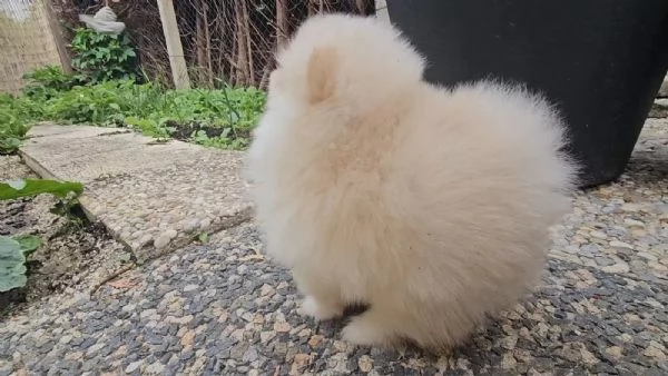 Cucciolo di Spitz Pomerania | Foto 1