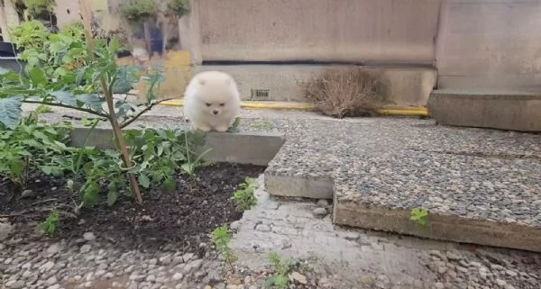 Cucciolo di Spitz Pomerania