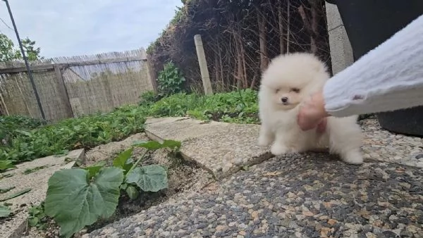 Cucciolo di Spitz Pomerania | Foto 0