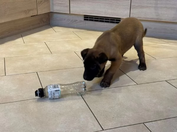 Cucciolo pastore belga malinois con pedigree | Foto 0