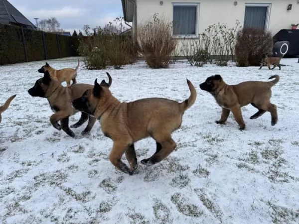 Cucciolo pastore belga malinois con pedigree