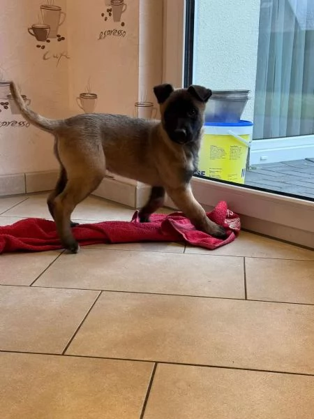 Cuccioli pastore belga malinois | Foto 3