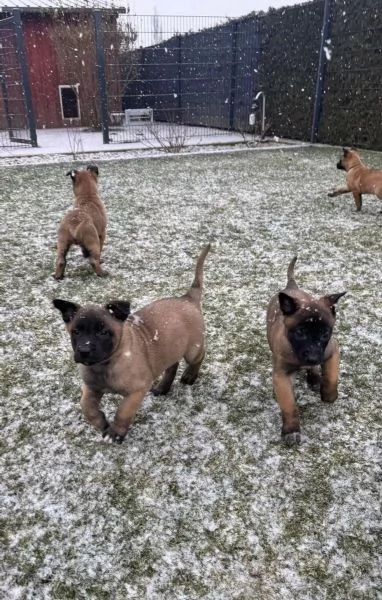 Disponibili cuccioli di 13 settimane di pastori belga malinois | Foto 2