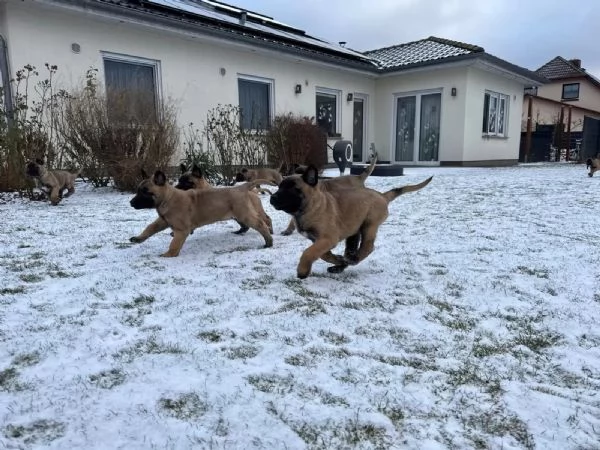 Disponibili cuccioli di 13 settimane di pastori belga malinois | Foto 1