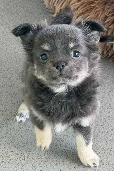 I cuccioli di Chihuahua con pedigree sono pronti per andare nelle loro nuove case. | Foto 4