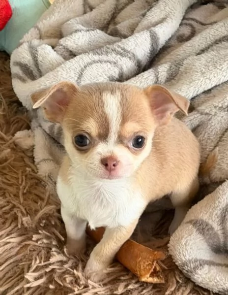 I cuccioli di Chihuahua con pedigree sono pronti per andare nelle loro nuove case. | Foto 0