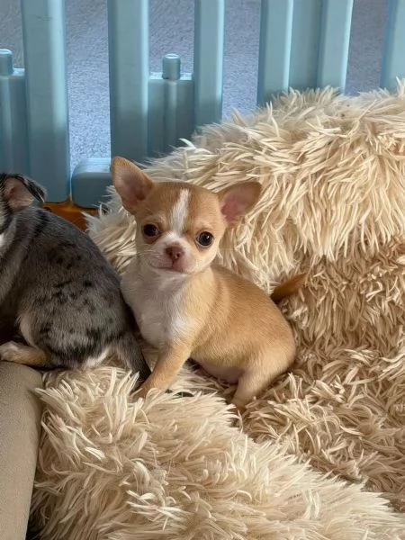 Prestigiosi Cuccioli di Chihuahua Toy - Alta Qualit&agrave; | Foto 3