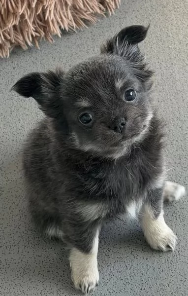 Cucciolo di chihuahua mini | Foto 1