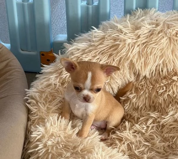 Cucciolo di chihuahua mini