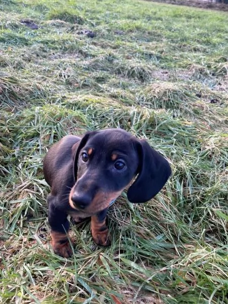 I cuccioli di bassotto nano cercano casa a loro agio | Foto 3