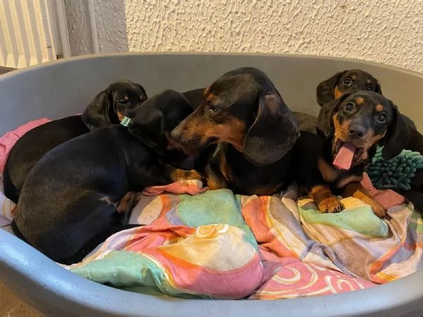 I cuccioli di bassotto nano cercano casa a loro agio | Foto 2