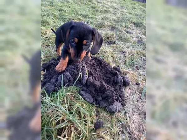 ADORABILI CUCCIOLI DI BASSOTTO PRONTI A PARTIRE ORA | Foto 1