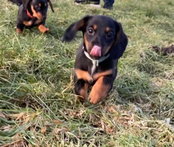 ADORABILI CUCCIOLI DI BASSOTTO PRONTI A PARTIRE ORA