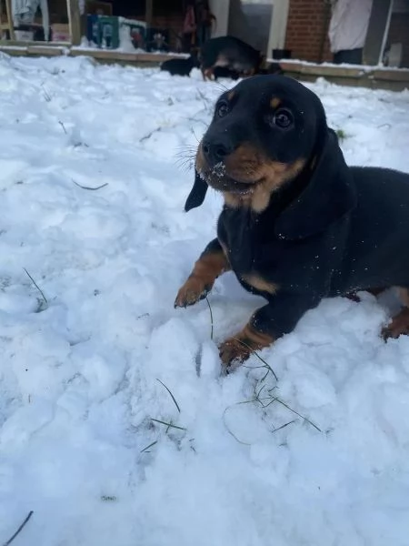ADORABILI CUCCIOLI DI BASSOTTO PRONTI A PARTIRE ORA | Foto 0