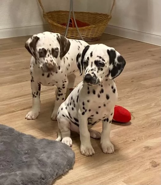 Cuccioli dalmata con Pedigree | Foto 3