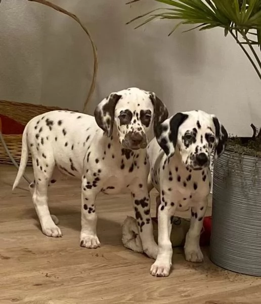 Cuccioli dalmata con Pedigree