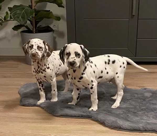Cuccioli dalmata con Pedigree | Foto 2