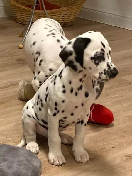 Cuccioli dalmata con Pedigree | Foto 1